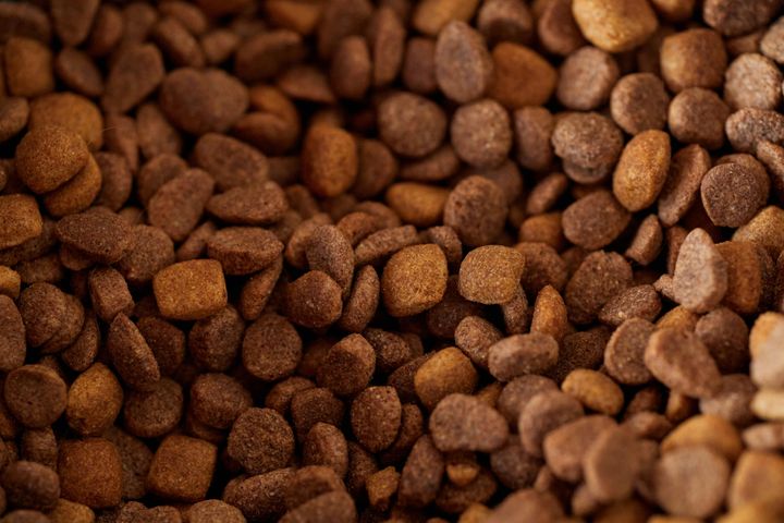 Best Dog Food Explained: Ingredients, Nutrition Facts, and Feeding Basics