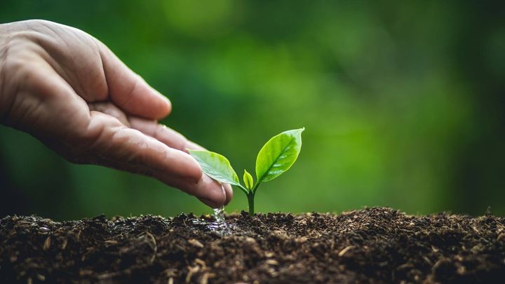 Explore Green Coffee Investment Trends: Explanation, Industry Overview, and Investment Knowledge