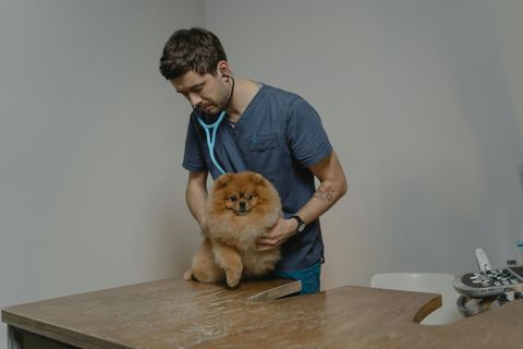 How Human Foods Are Dangerous for Dogs? Toxic Foods, Pet Safety, and Canine Health Insights